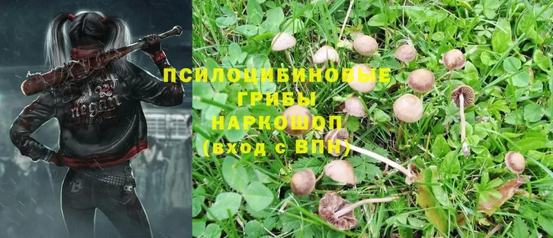 KRAKEN сайт  закладки  Еманжелинск  Галлюциногенные грибы Psilocybe 